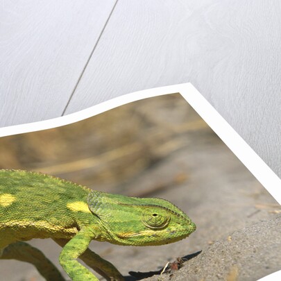 Flap-Necked Chameleon by Anonymous