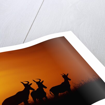 Topi Antelope Silhouettes at Sunrise by Anonymous