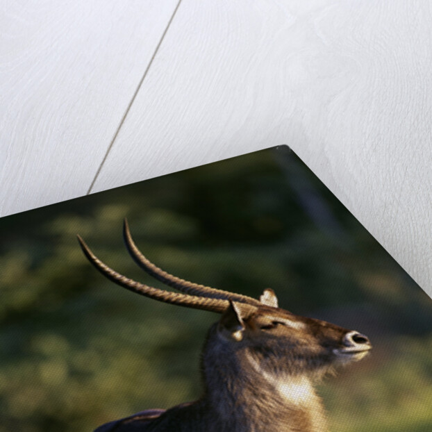 Waterbuck Standing in Grass by Anonymous