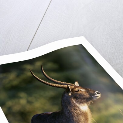 Waterbuck Standing in Grass by Anonymous