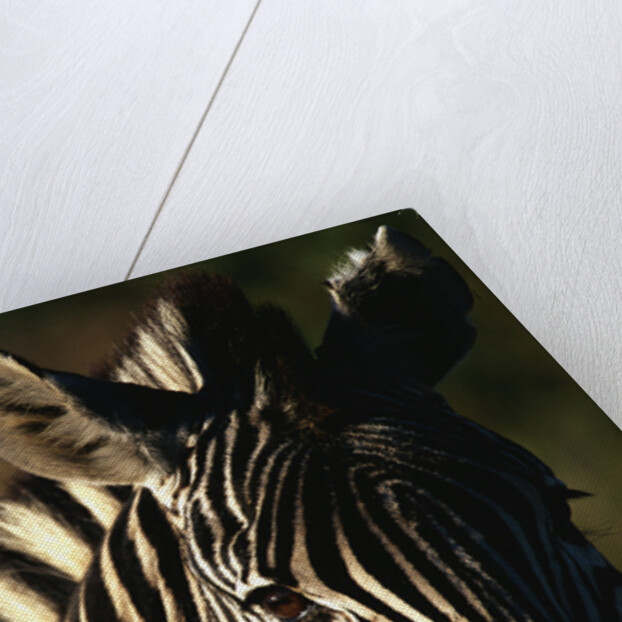 Close-up of Plains Zebra by Anonymous