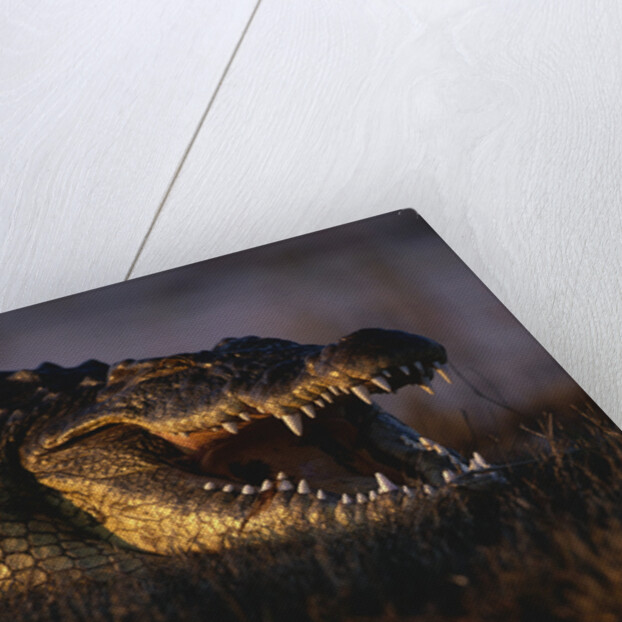 Nile Crocodile with Open Mouth by Anonymous