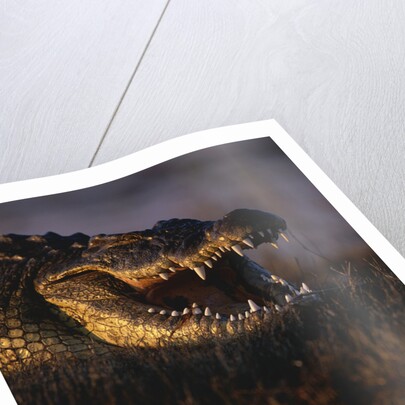 Nile Crocodile with Open Mouth by Anonymous