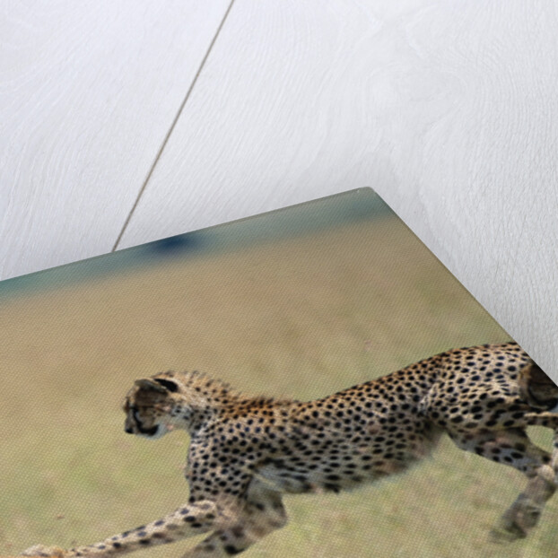 Cheetah Chasing Thomson's Gazelle by Anonymous