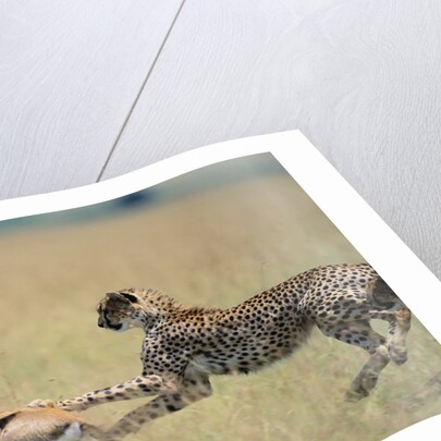 Cheetah Chasing Thomson's Gazelle by Anonymous