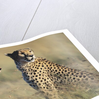 Cheetahs Devouring a Gazelle by Anonymous
