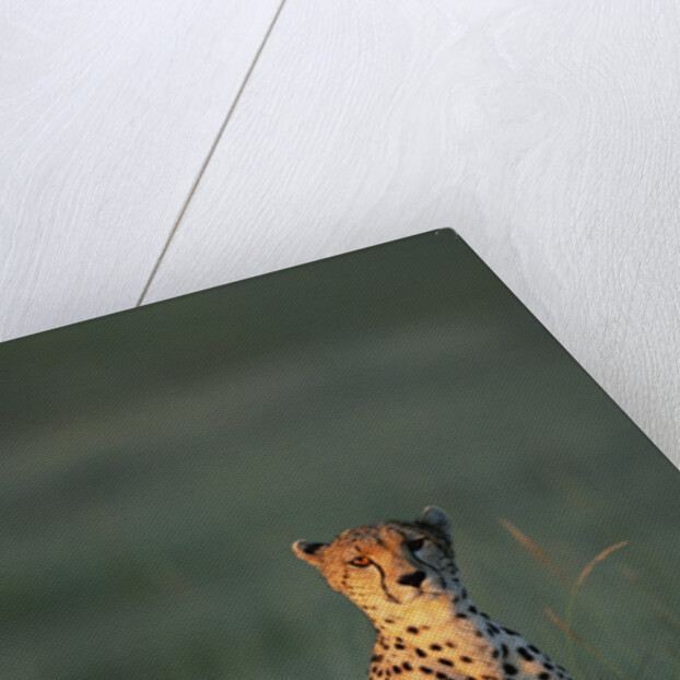 Cheetah Sitting in Grass by Anonymous