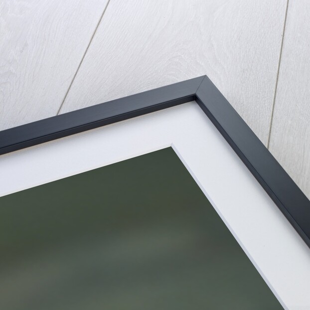 Cheetah Sitting in Grass by Anonymous