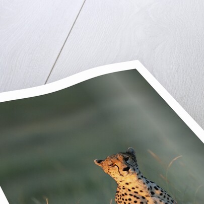 Cheetah Sitting in Grass by Anonymous