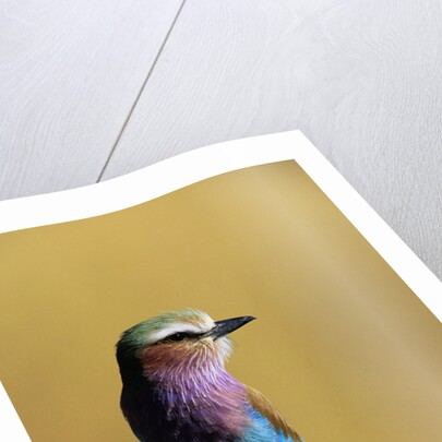 Lilac-Breasted Roller Perched on a Branch by Anonymous