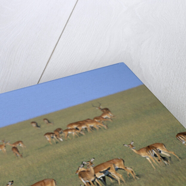 Herd of Impalas and Plains Zebras by Anonymous