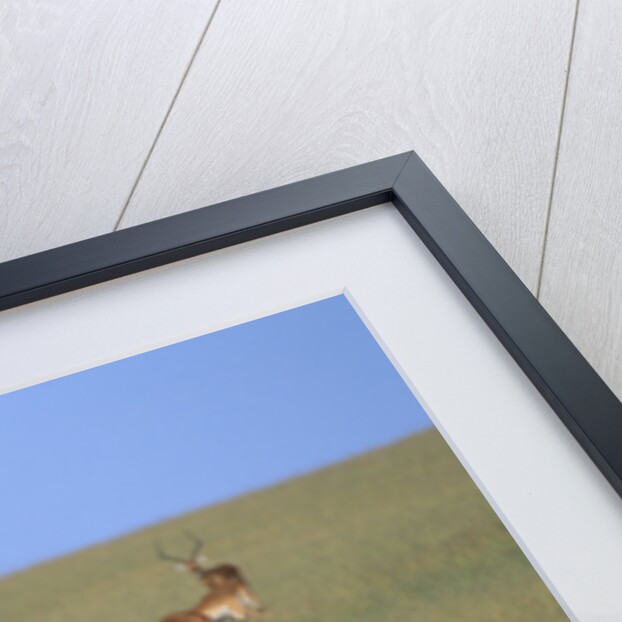 Herd of Impalas and Plains Zebras by Anonymous