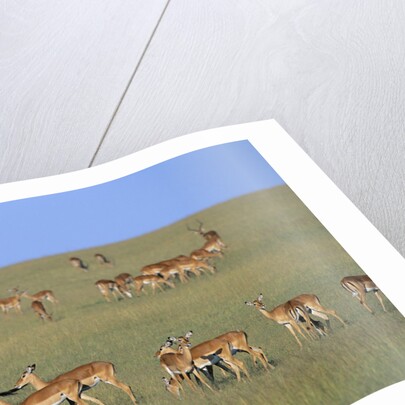 Herd of Impalas and Plains Zebras by Anonymous