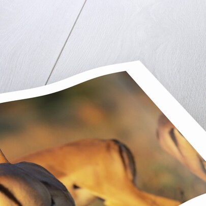 Impala Herd by Anonymous