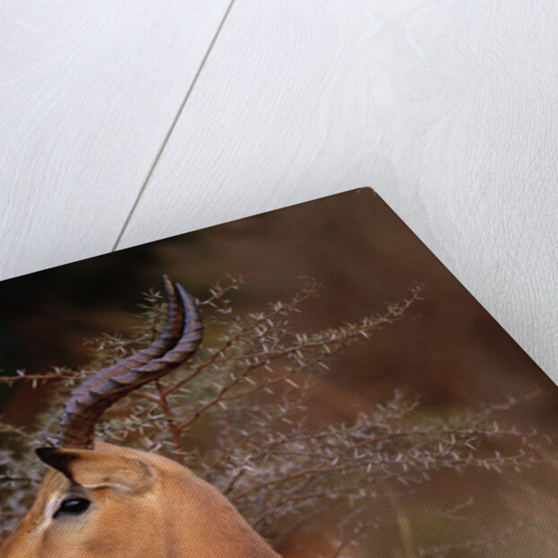 Alert Male Impala by Anonymous