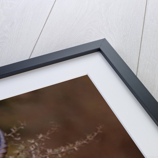 Alert Male Impala by Anonymous