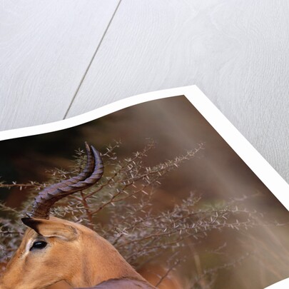 Alert Male Impala by Anonymous