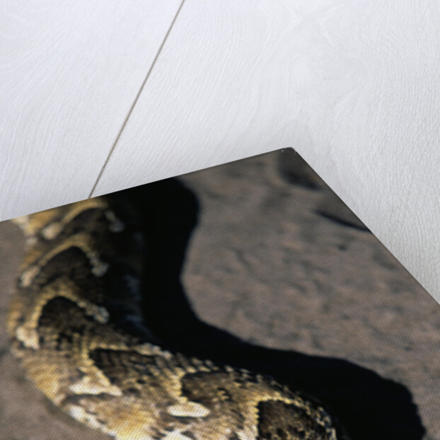 Puff Adder Snake by Anonymous