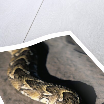 Puff Adder Snake by Anonymous