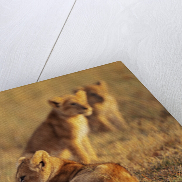 Lion Cubs Resting by Anonymous