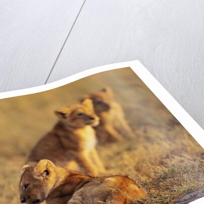 Lion Cubs Resting by Anonymous