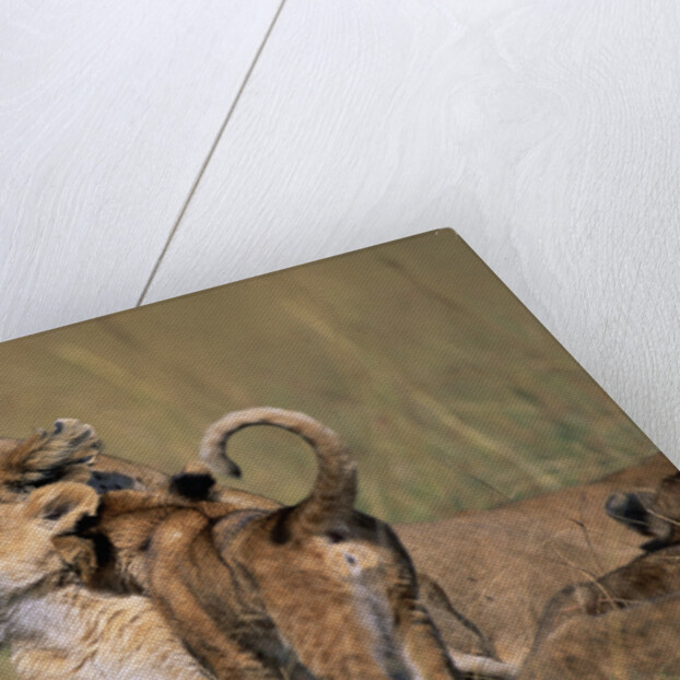 Lion Cubs Alongside Lioness by Anonymous