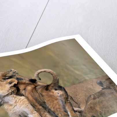 Lion Cubs Alongside Lioness by Anonymous