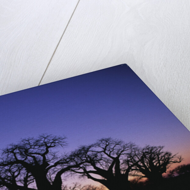 Baines Boabab Tree Silhouettes by Anonymous
