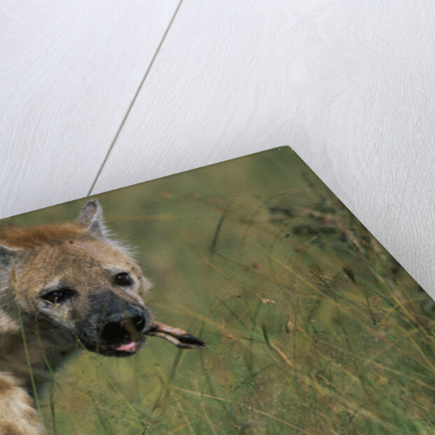 Spotted Hyena Feeding on Thomson's Gazelle by Anonymous