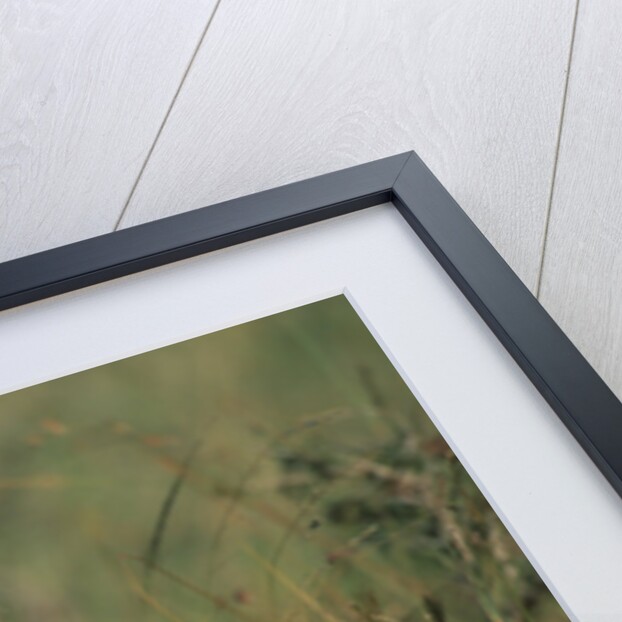 Spotted Hyena Feeding on Thomson's Gazelle by Anonymous