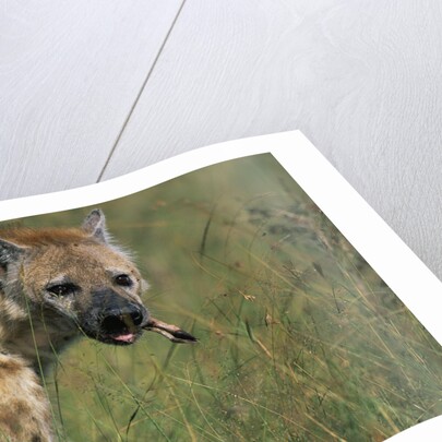 Spotted Hyena Feeding on Thomson's Gazelle by Anonymous