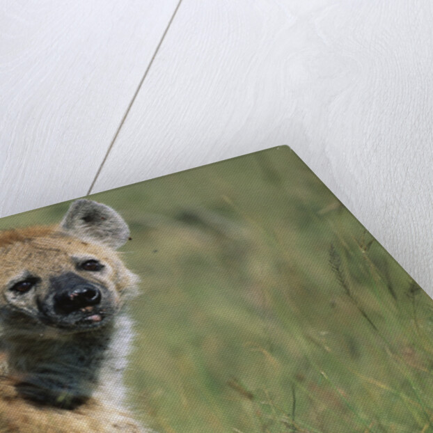 Spotted Hyena Standing in Grass by Anonymous