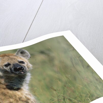 Spotted Hyena Standing in Grass by Anonymous