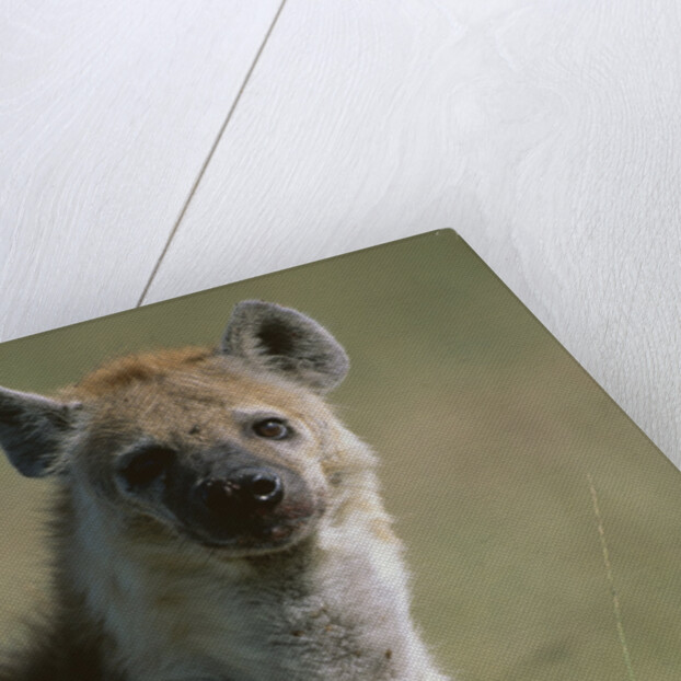 Spotted Hyena Standing in Grass by Anonymous