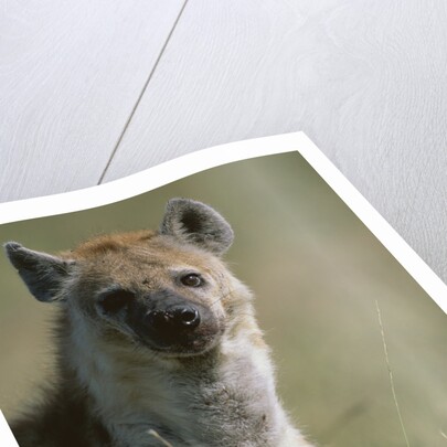 Spotted Hyena Standing in Grass by Anonymous