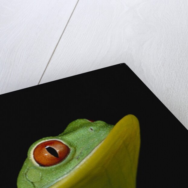Red-Eyed Tree Frog by Anonymous