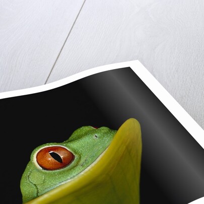 Red-Eyed Tree Frog by Anonymous