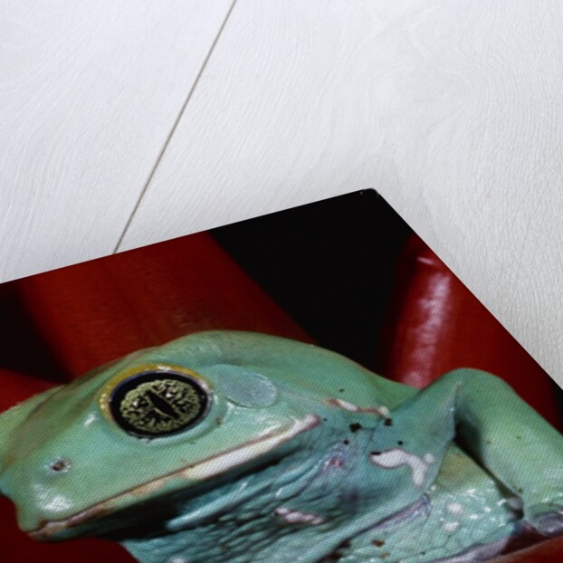 Monkey Tree Frog by Anonymous