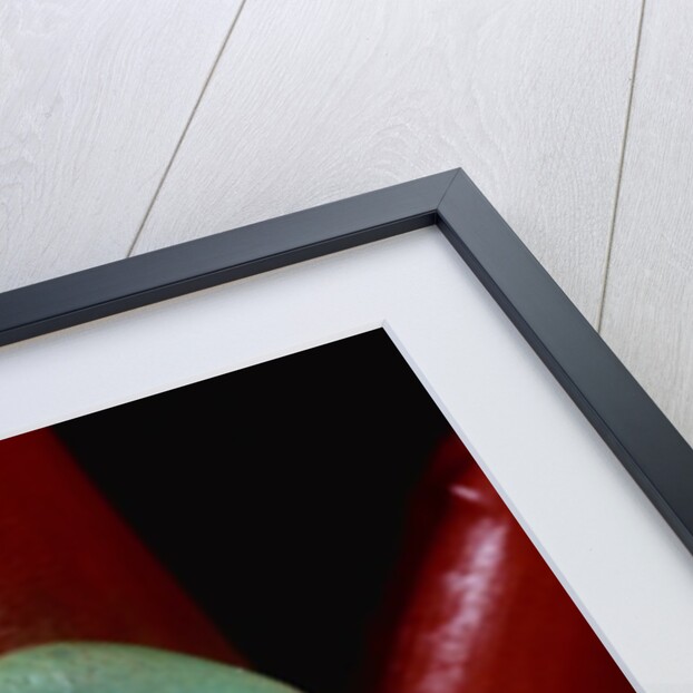 Monkey Tree Frog by Anonymous