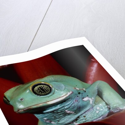 Monkey Tree Frog by Anonymous