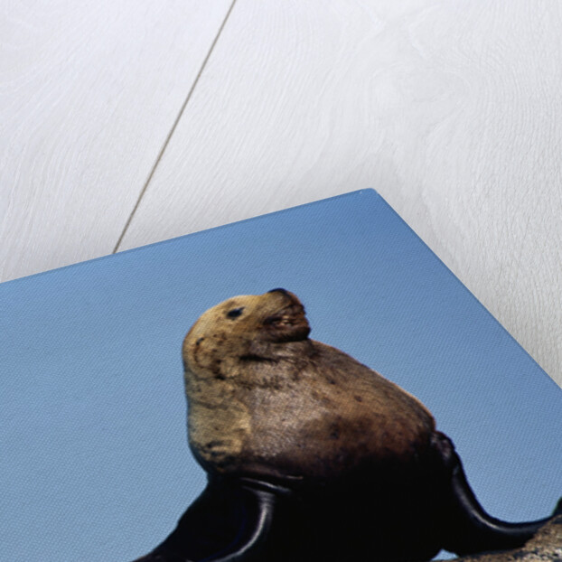 Resting Sea Lion Bull by Anonymous