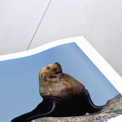 Resting Sea Lion Bull by Anonymous