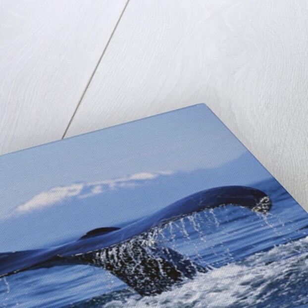 Tail of Surfacing Humpback Whale by Anonymous