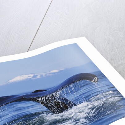 Tail of Surfacing Humpback Whale by Anonymous