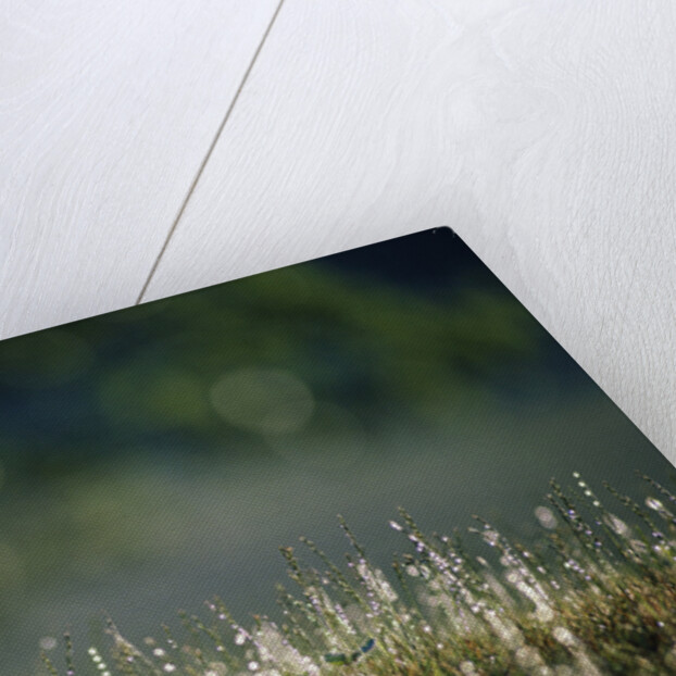 Morning Dew on Grass by Anonymous