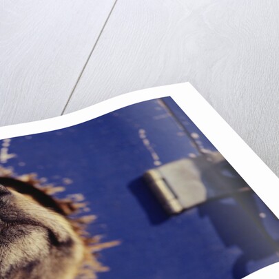 Sled Dog Sticking Head Through Hole by Anonymous