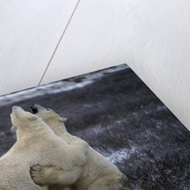 Polar Bears Playing by Anonymous