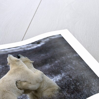 Polar Bears Playing by Anonymous