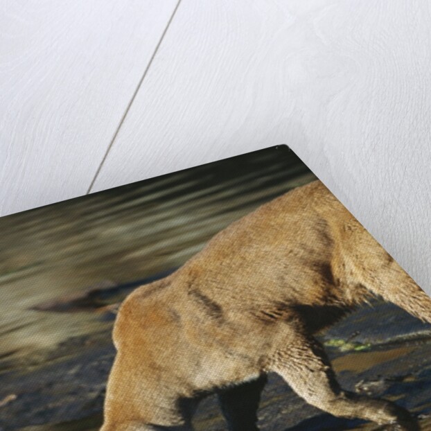 Cougar Drinking from the Kettle River by Anonymous