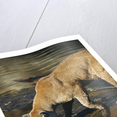 Cougar Drinking from the Kettle River by Anonymous